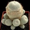 Epithelantha_neomexicana